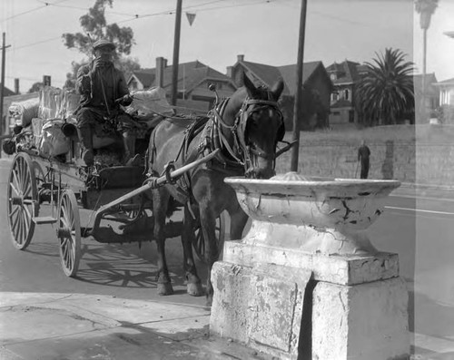 One of the regular customers pauses at the trough located at Pico and Bonnie Brea for a refreshing drink