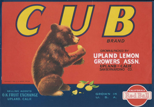 Cub