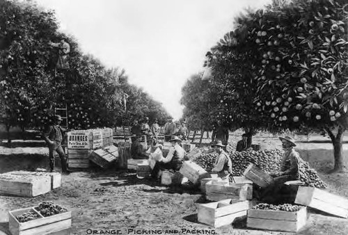 Chinese orange pickers and packers seated in an orange grove in Riverside