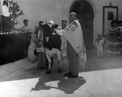 Man with garlanded cow