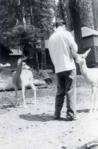 Man feeding deer in Sequoia National Park