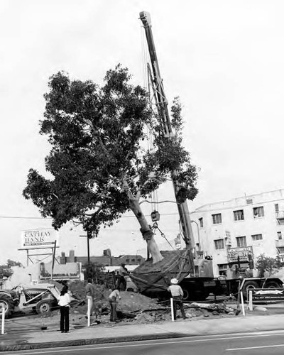 Crane lifting tree into hole