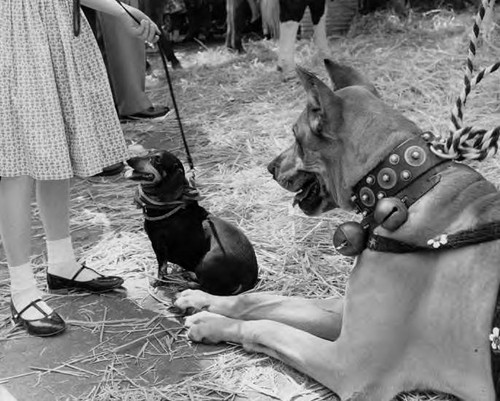 Blessing of the Animals