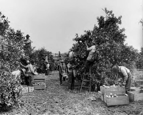 Mexican agricultural workers picking oranges in Los Angeles area