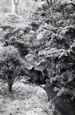 Small river with tiny waterfall surrounded by trees (Spencer Chan Family)