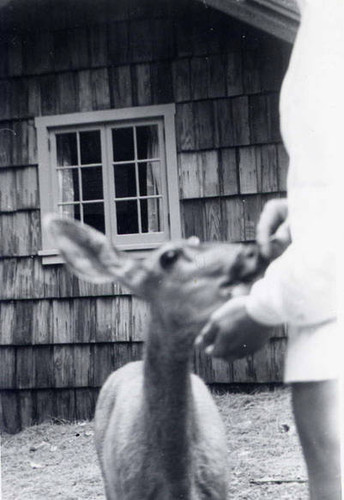 Deer being fed in Sequoia National Park