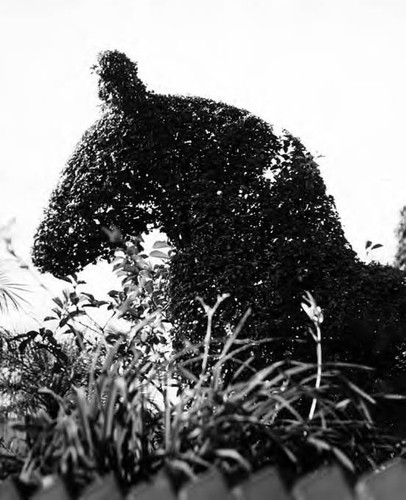 Head of animal trimmed bush near kiosko