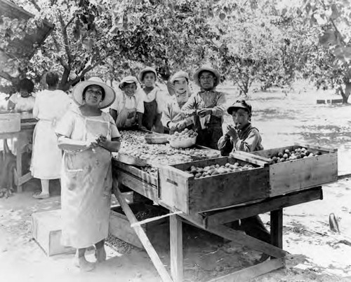 Mexican agricultural workers pitting apricots