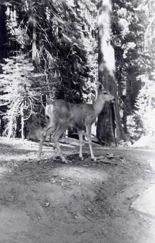 Photo of a deer in Sequoia National Park