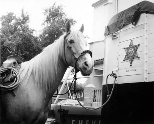 Horse tied to sheriff's trailer