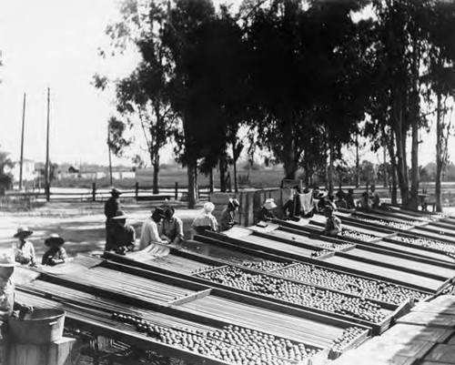 Mexican agricultural workers sorting fruit in Los Angeles area