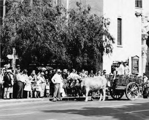 Bull powered cart passing in front of crowd