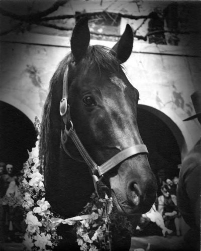 Horse with flowers at Blessing of the Animals