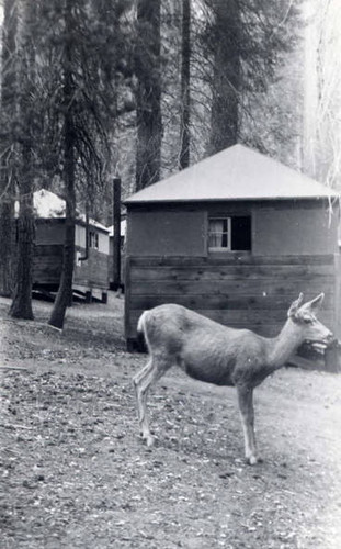 Deer standing near a camp site in Sequoia National Park