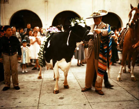 Man with garlanded cow