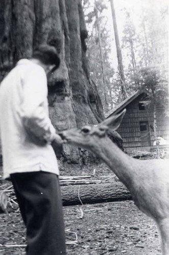 A man feeding a deer in Sequoia National Park