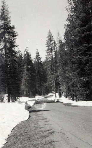 Photo of Sequoia National Park