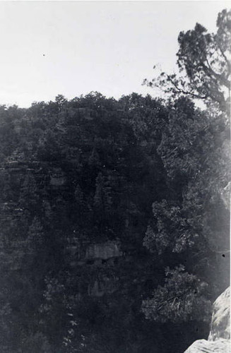 Mountain side covered in trees (Spencer Chan Family)