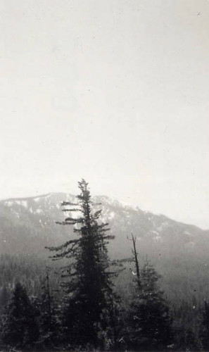 Photo of Sequoia National Park