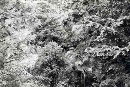 Trees and plants growing around a small ong in the center(Spencer Chan Family)