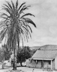 View of a palm tree at the San Diego Mission, ca.1895