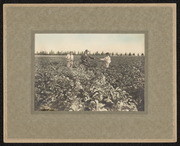 W. P. Whitsett in Field with Two Men