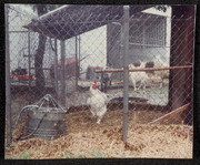 Chicken Coop