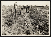 Farm Field Workers Harvesting Potatoes