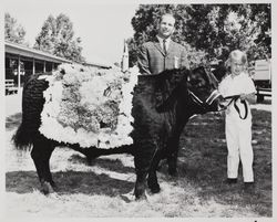 Champion Black Angus bull at the Sonoma County Fair, Santa Rosa, California, about 1968
