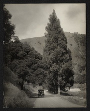 Niles Canyon With Automobile and Tall Trees, Alameda Creek