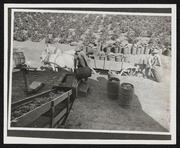 Warm Springs Grape Harvest, 1880s