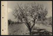 California Nursery Company, Winter Nelis Pear Tree in Test Orchard at Niles, March 1925