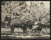 Couple in Buggy Blossoming Trees