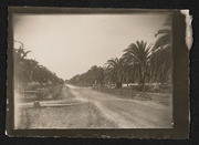 California Nursery, Palm Lined Road