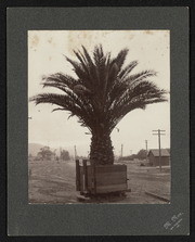 Giant Palm at Train Tracks Waiting for Shipment