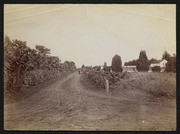 Rocks Nurseries, Palm-lined Dirt Road