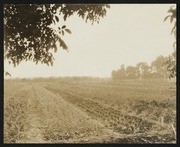 California Nursery Company, Field of Plants with House in Right Background