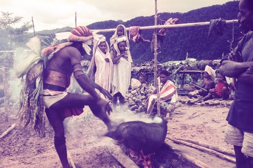 Decorated man searing off the bristles of a pig in preparation for butchering and cooking, prior to exchange