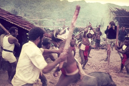 Men kill their pigs with clubs as an Australian spectator takes a photograph