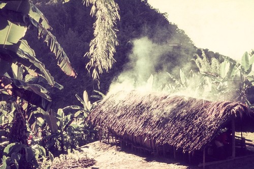 Men's house, smoke from hearths escapes through the thatch, banana, taro and other garden plants nearby