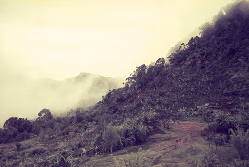 A new forest garden behind a clearing at Yakopaita hamlet