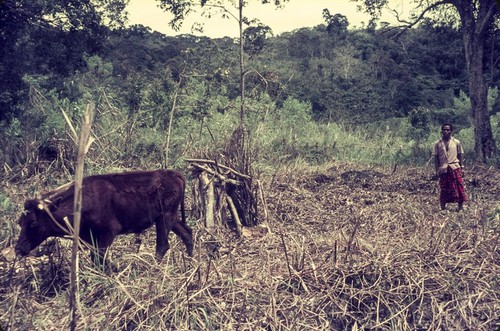 Bovine husbandry, a practice newly adopted by a headman