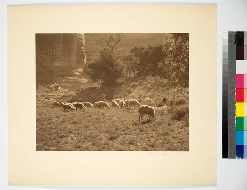 Navajo sheep in Monument Canyon, a branch of the greater Canyon de Chelly