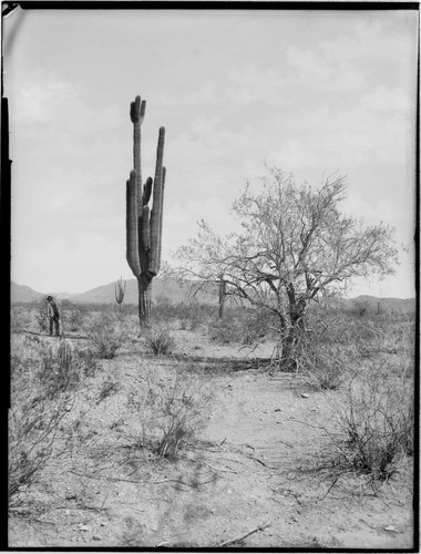 Cactus and mesquite near Gila River