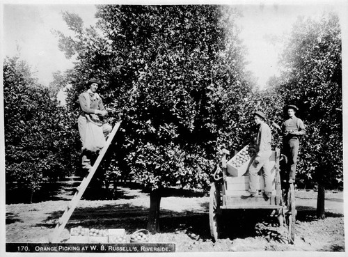 Orange picking at W. B. Russell's, Riverside