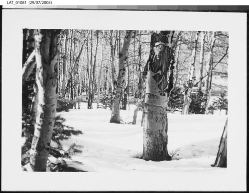 "No. 4 in the timber" at Vermejo Ranch