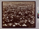 Field of calla lilies