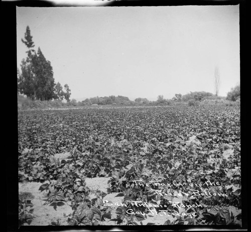 The Farm on the river bottom, San Antonio Rancho, Gov. H.T. Gage