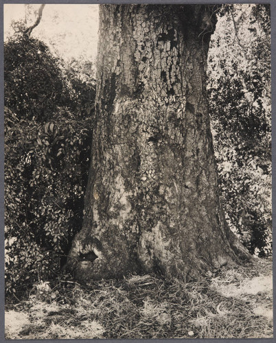 Portala's cross on oak tree on the east bank of Arroyo Seco in South Pasadena