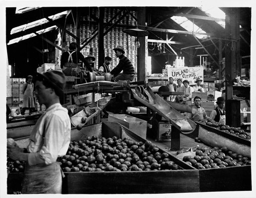 Grader. Upland Citrus Association